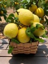 made-in-ischia-cesto-di-limoni-di-ischia-freschi-limoneto-campagna