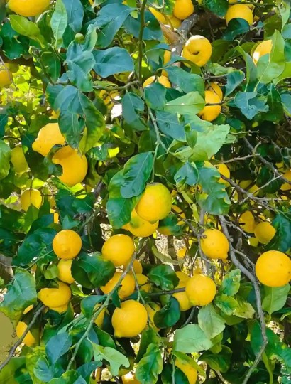 made-in-ischia-primo-piano-limoni-di-ischia-foglie-verdi-limoneto