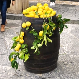 botte-con-limoni-freschi-ischia-ponte