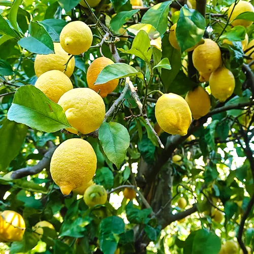 limoneto made in ischia