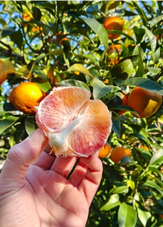 made-in-ischia-arancia-rossa