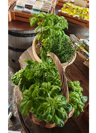 made-in-ischia-basilico