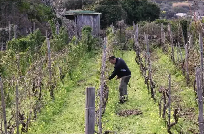 vigneto-colella-giosue